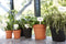 Elho Green Basics Saucer 25 - Living Black - Indooroutdoorgrow Your Ownaccessories! - Ø 25.50 x H 3.60 cm