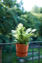 Elho Greenville Easy Hanger Single - Flowerpot - Ginger Brown - Balcony! - Ø 19.45 x H 23.73 cm