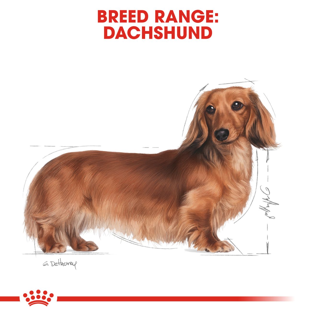 Royal Canin Dacshund Adult Wet Dog Food in Loaf, 85g x 12 Pack