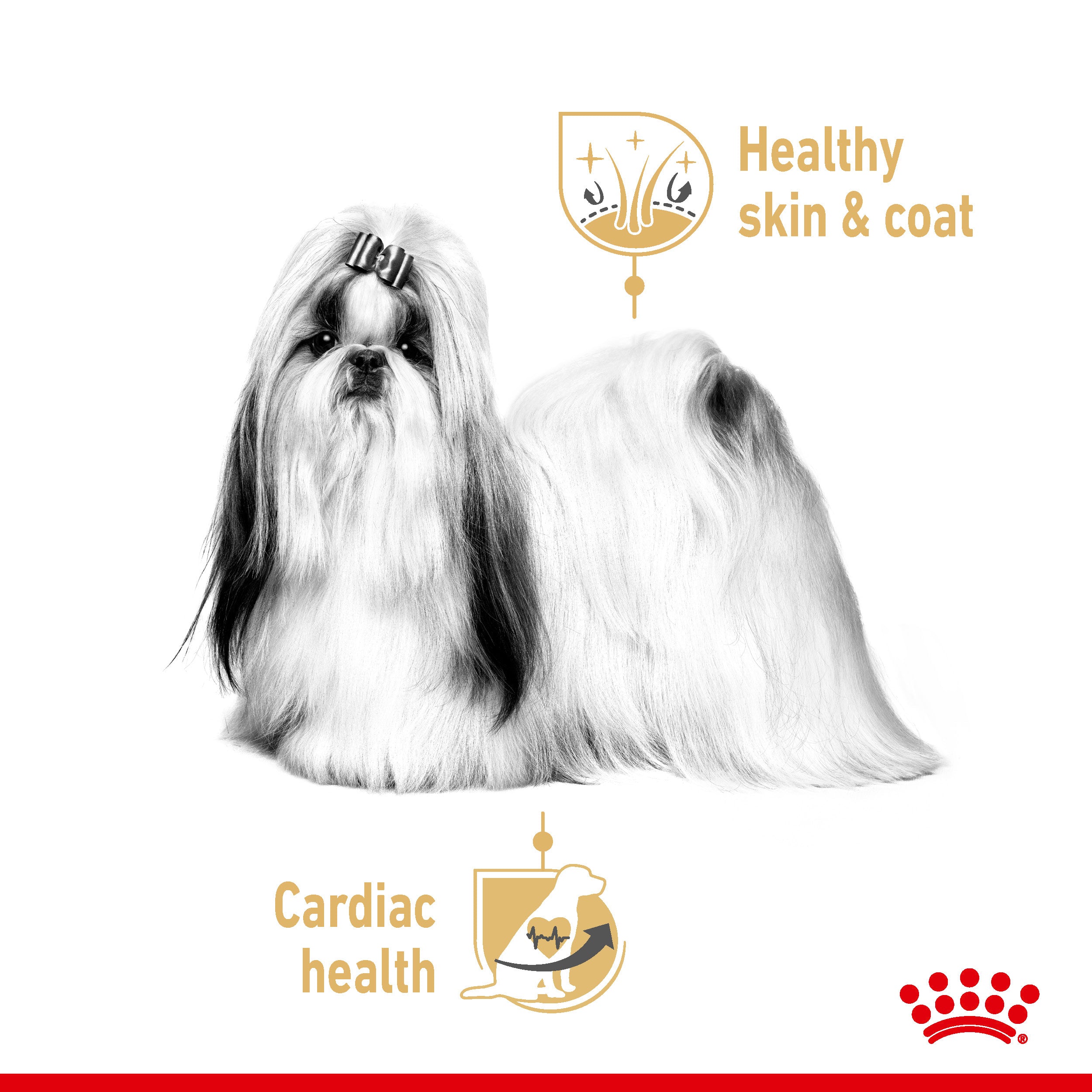 Royal Canin Shih Tzu Adult in loaf Wet Dog Food, 85g x 12 Pack