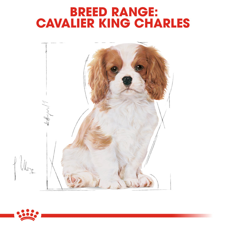 Royal Canin Cavalier King Charles Puppy Dry Food, 1.5kg x 6 Pack