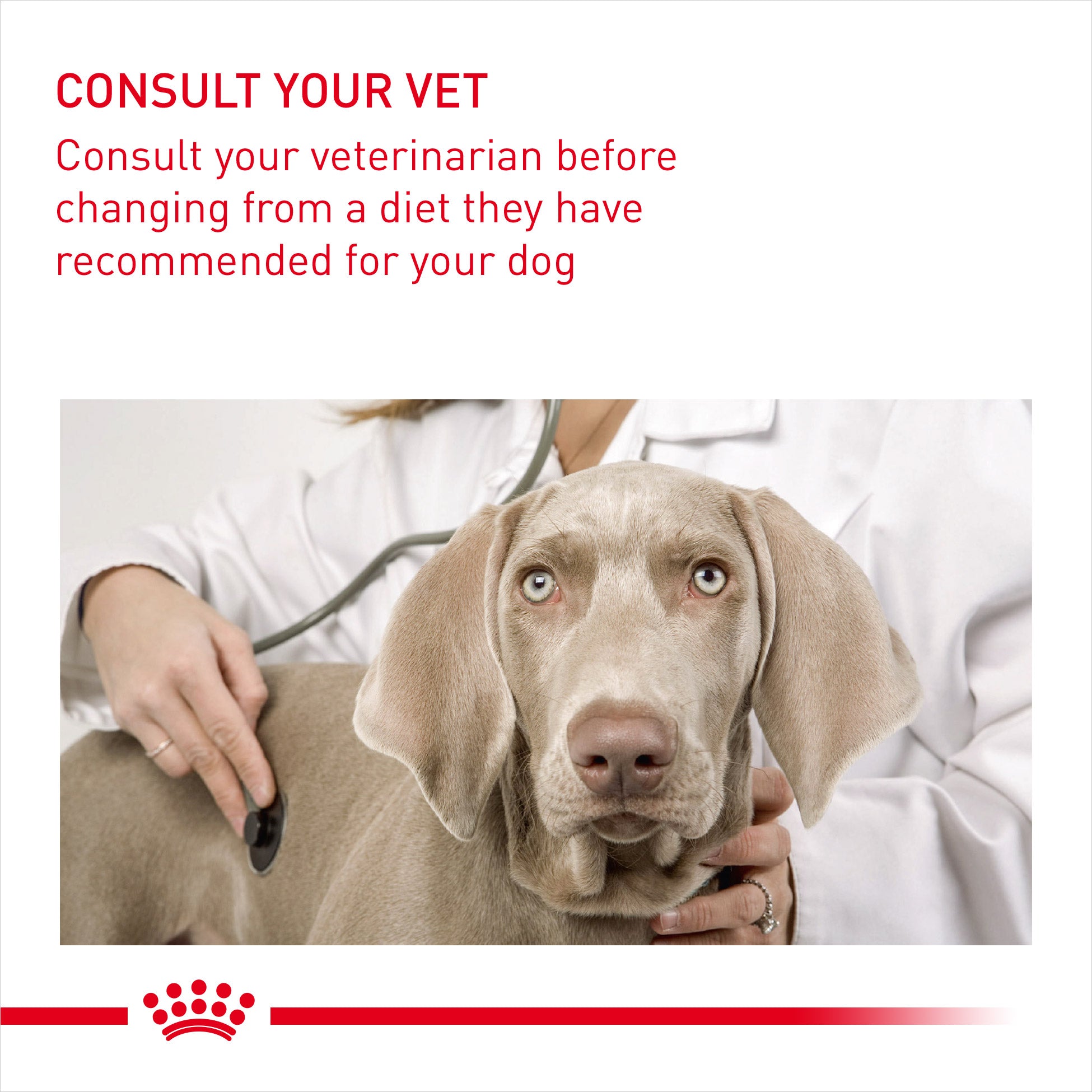 Royal Canin Urinary Care Wet Pouches Adult Dog Food in Loaf, 85g x 12 Pack