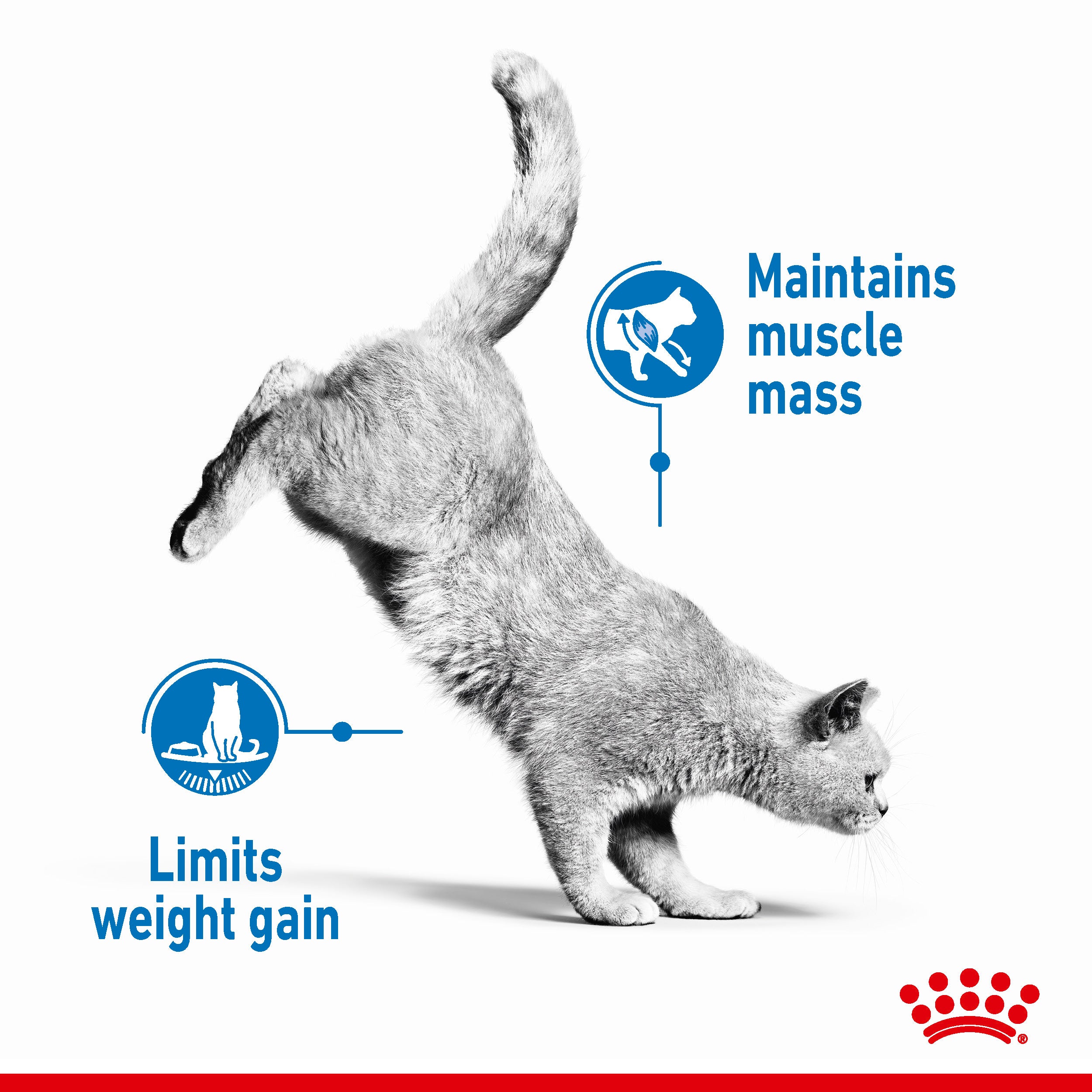 Royal Canin Light Weight Care in Gravy Adult Wet Cat Food, 85g x 12 Pack