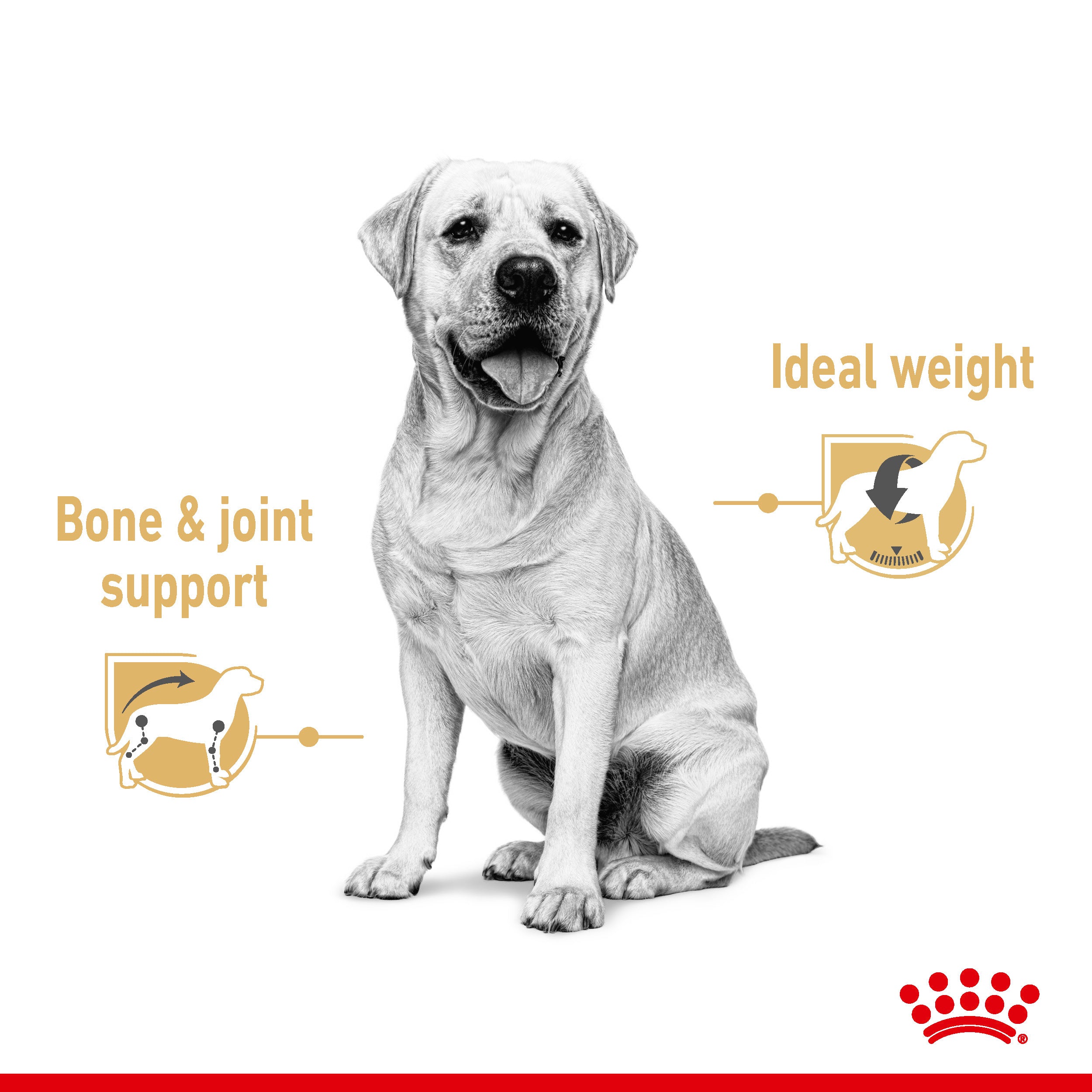 Royal Canin Labrador Retriever Adult in Gravy Wet Dog Food, 140g x 10 Pack