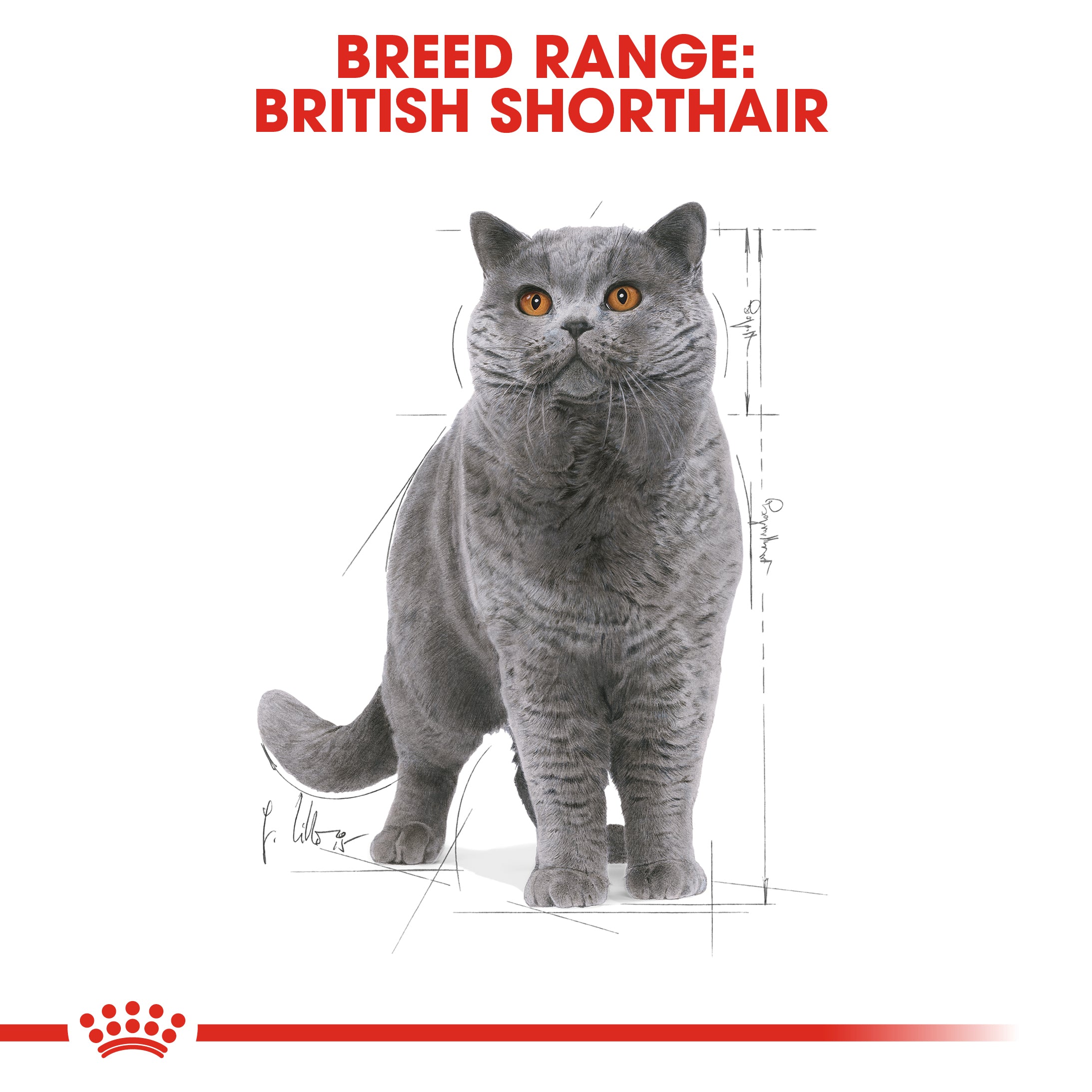 Royal Canin British Shorthair in Gravy Adult Wet Cat Food, 85g x 12 Pack