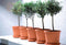 Algarve Cilindro 58cm Plastic Outdoor Plant Pot with Wheels - Terra
