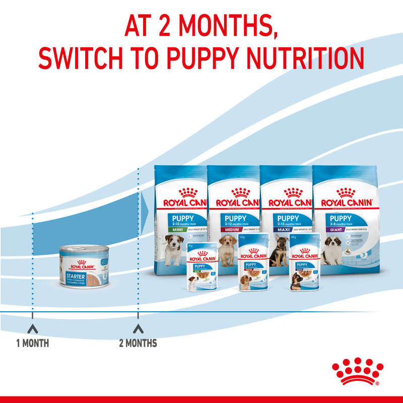 Royal canin best sale mini starter mousse