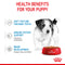 Royal Canin Mini Puppy in Gravy Wet Food, 85g