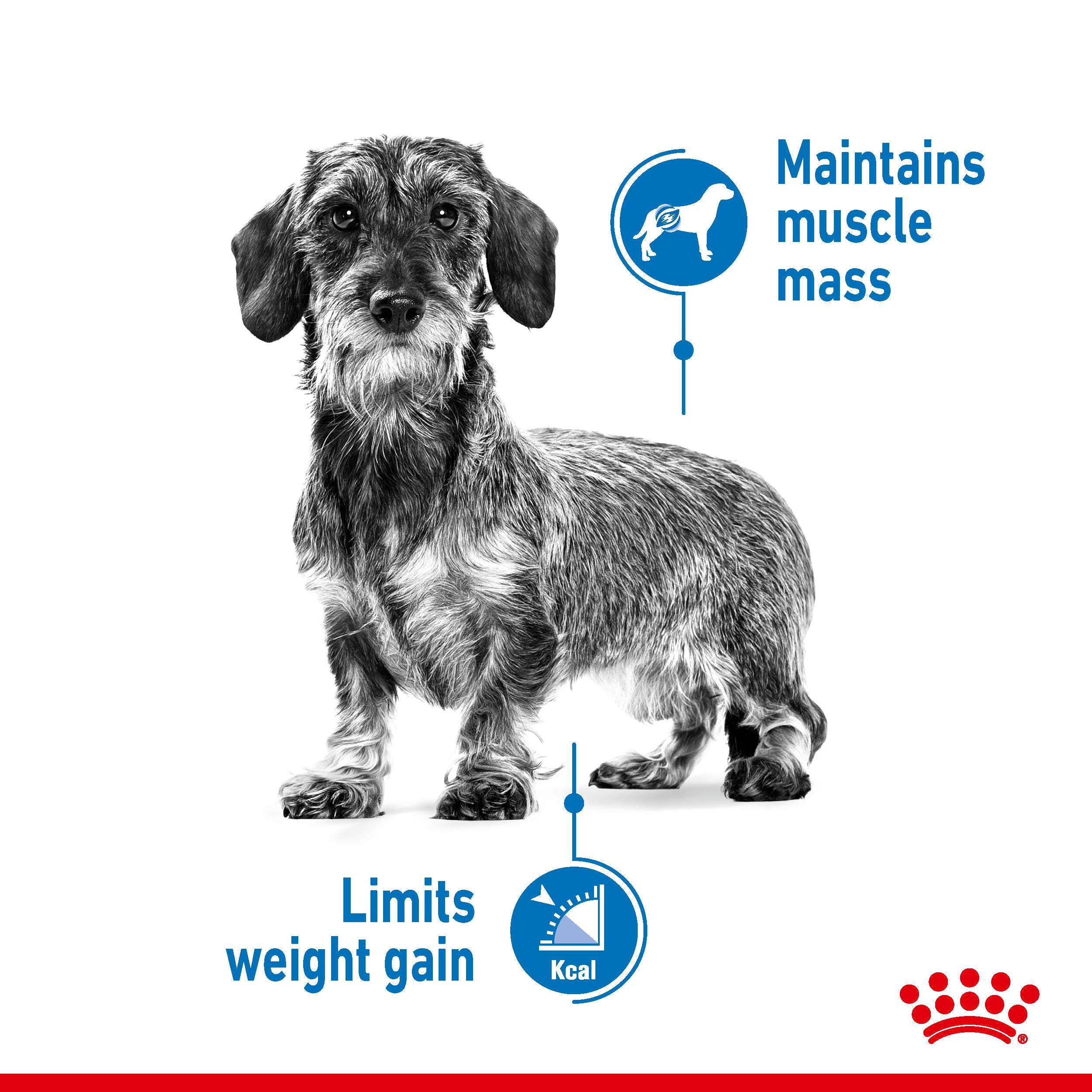 Royal Canin Light Weight Care Wet Pouches Adult Dog Food in Loaf, 85g x 12 Pack