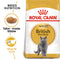 Royal Canin British Shorthair Adult Dry Cat Food, 400g