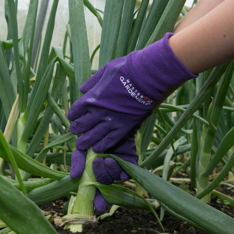 Master Gardener Aubergine - Small