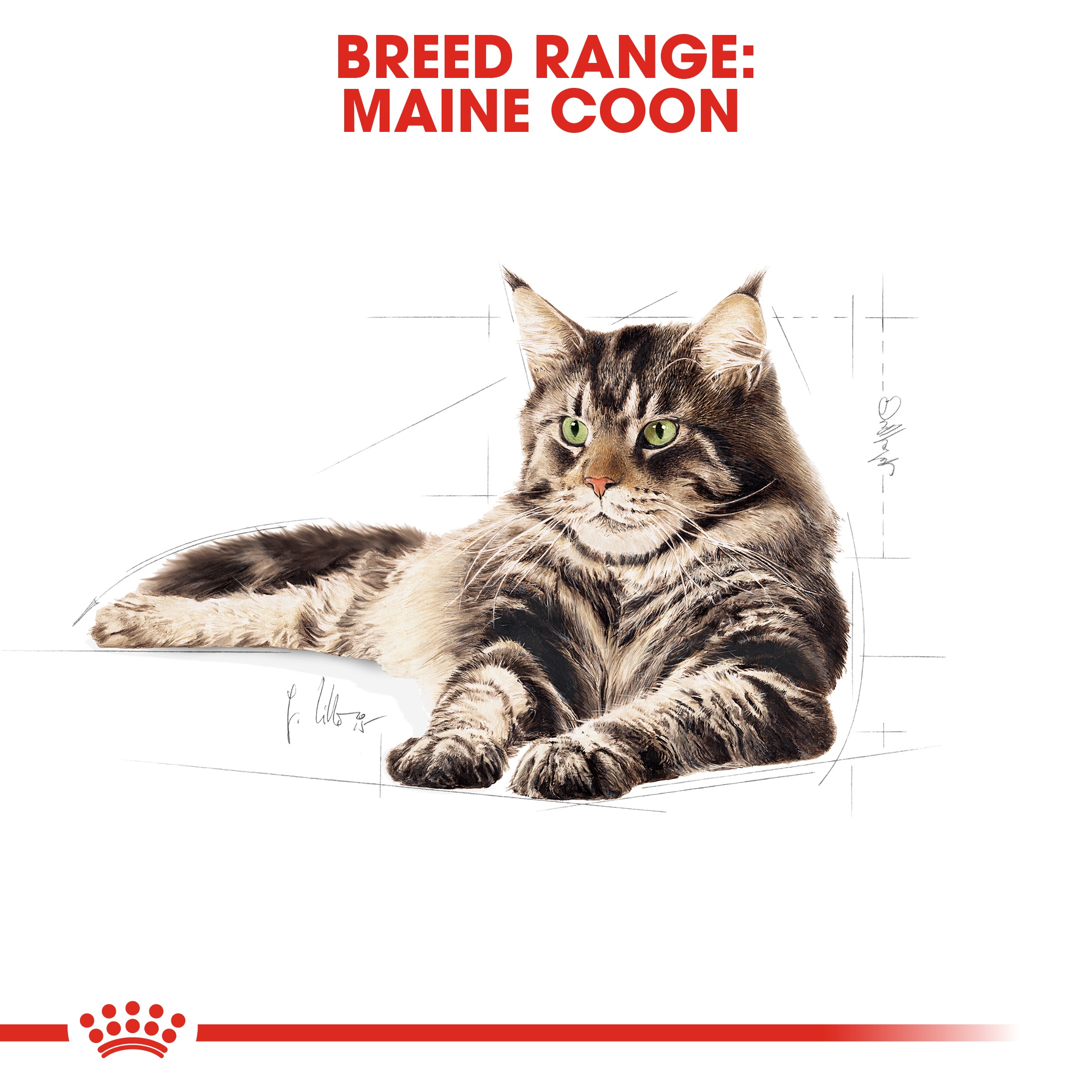 Royal Canin Maine Coon Adult Wet Cat Food in Gravy, 85g x 12 Pack