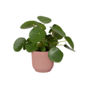 Vibes Fold 30cm Round Plastic Indoor Plant Pot - Delicate Pink
