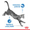 Royal Canin Indoor Sterilised In Gravy Adult Wet Cat Food, 85g x 12 Pack
