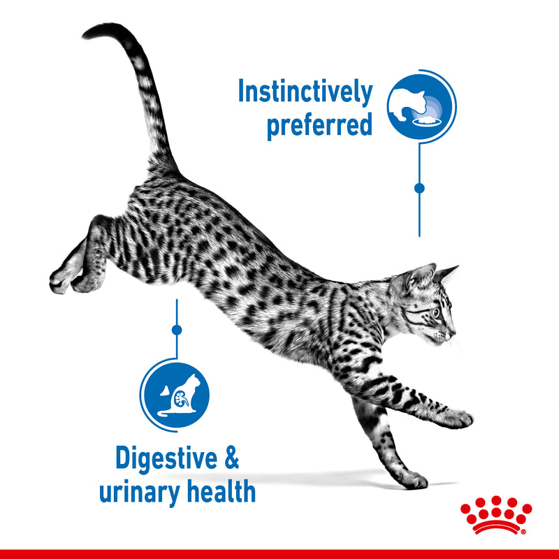 Royal Canin Indoor Sterilised In Gravy Adult Wet Cat Food, 85g x 12 Pack
